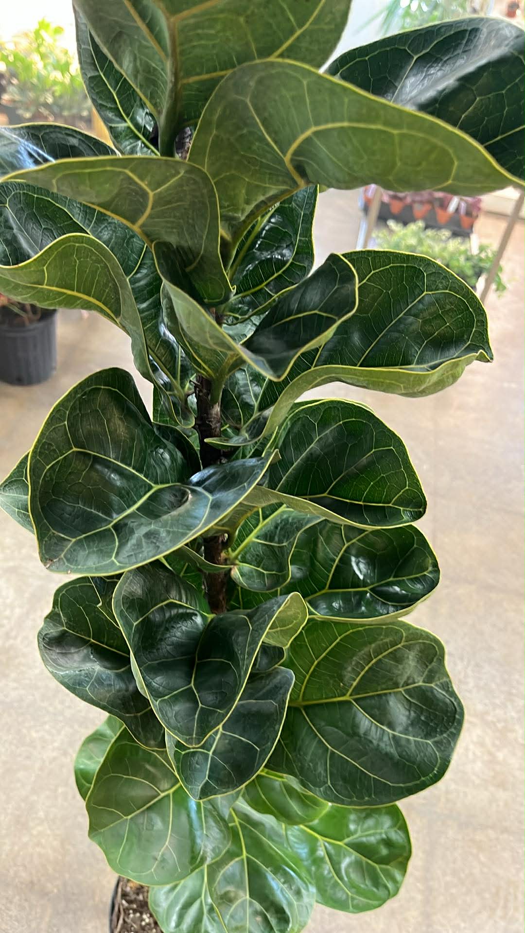 Ficus Lyrata Bambino Column