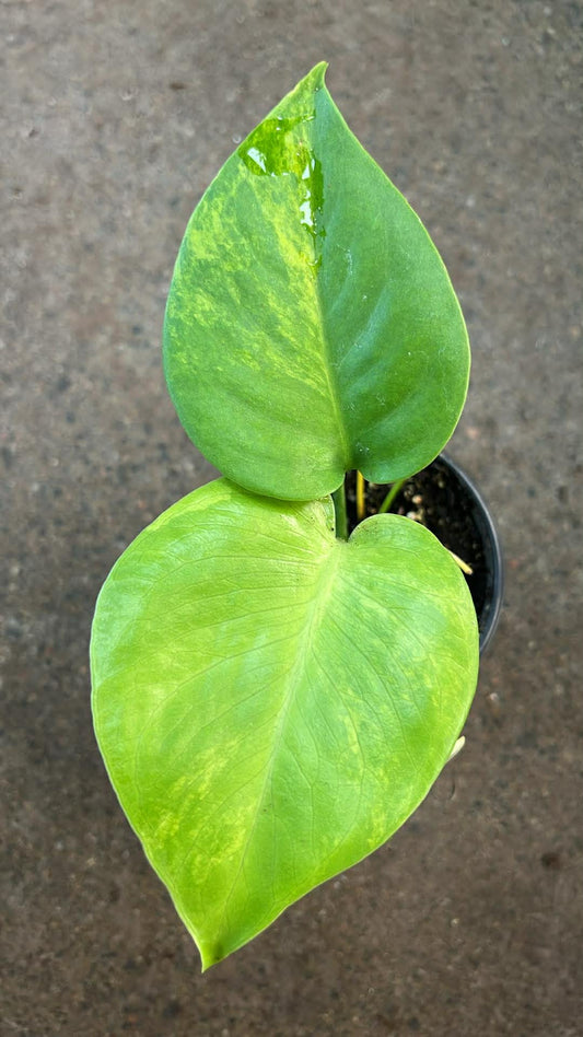 Monstera Yellow Marilyn #2