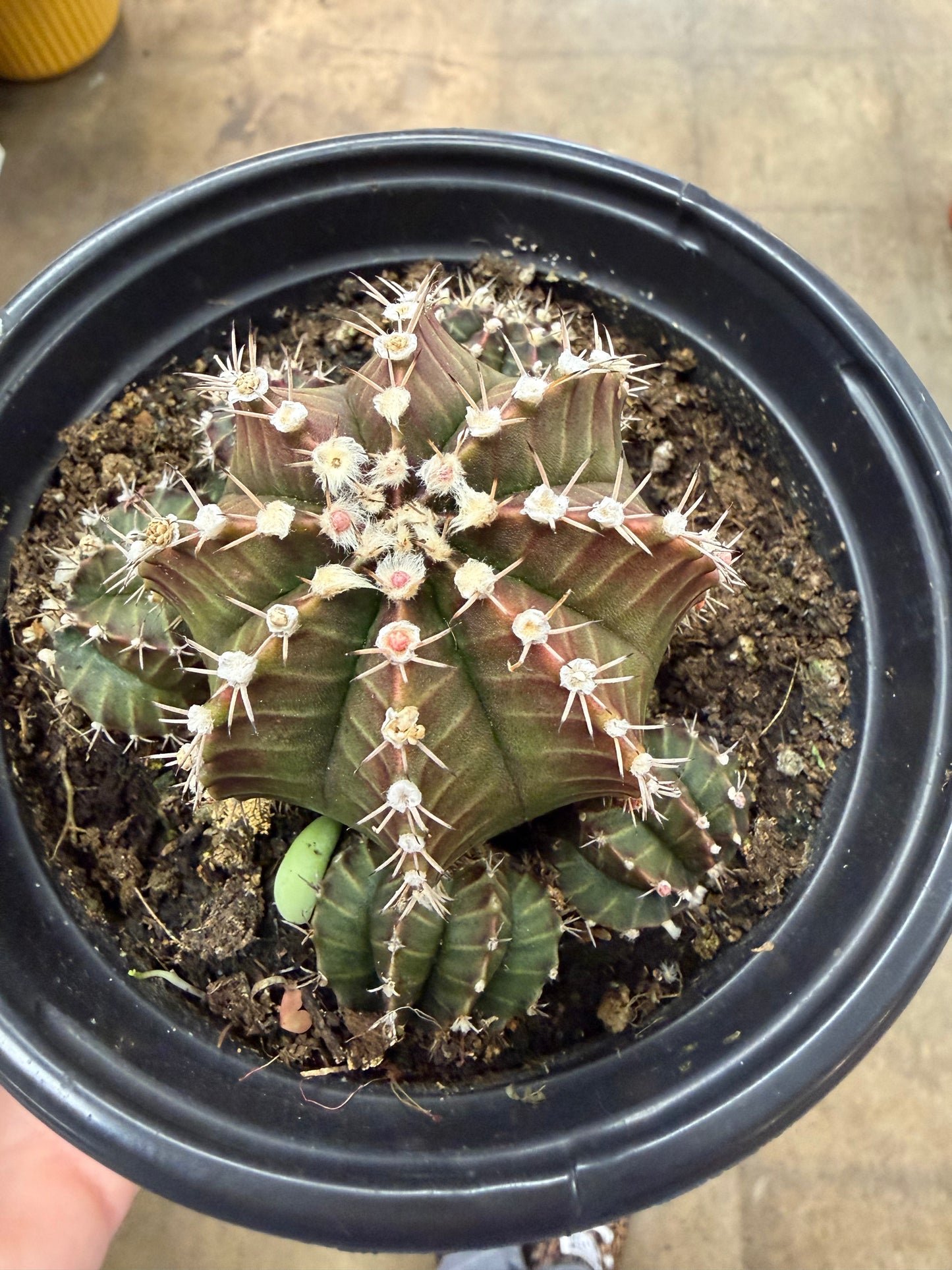 Gymnocalycium Mihanovichii