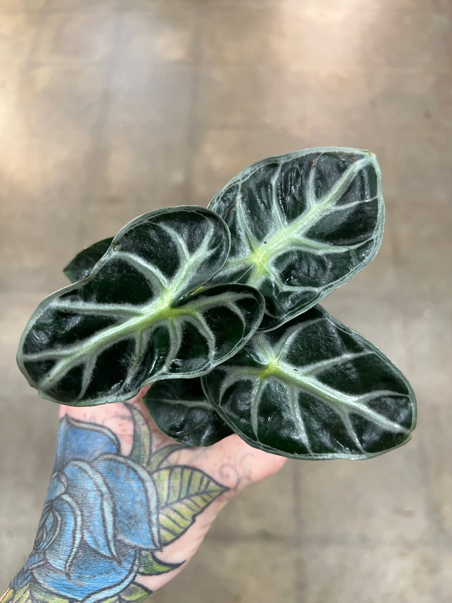 Alocasia Parasol