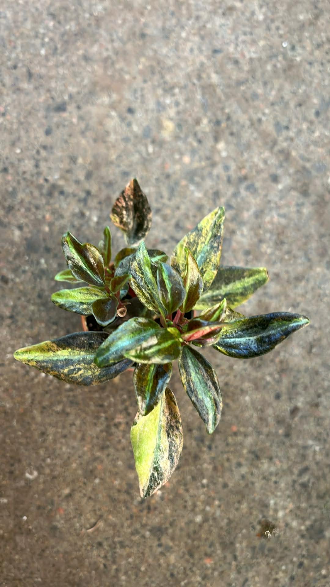 Peperomia Harmony High Voltage