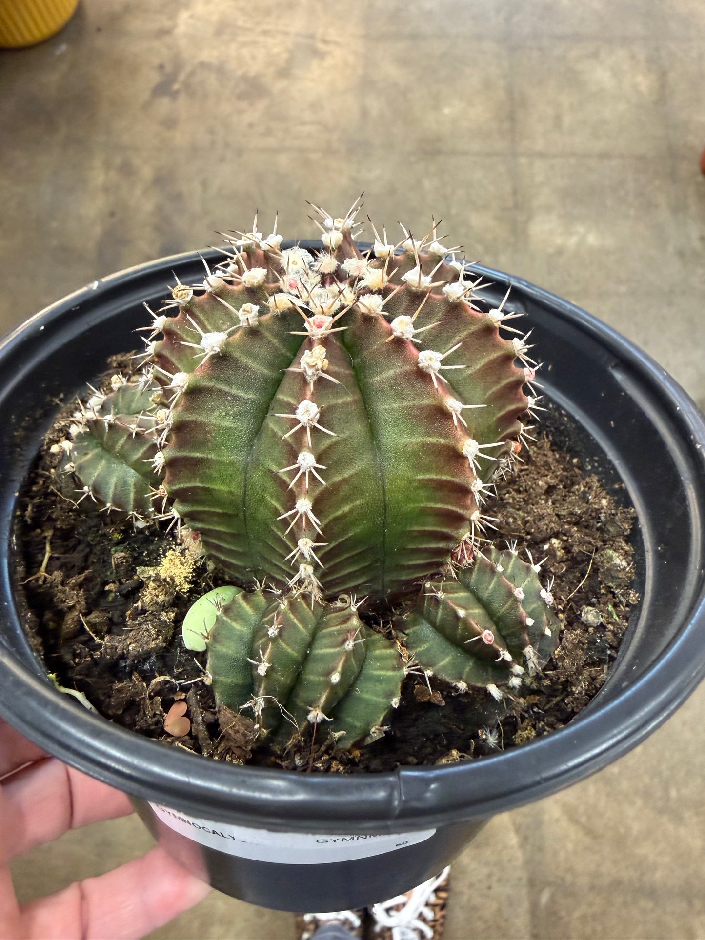 Gymnocalycium Mihanovichii