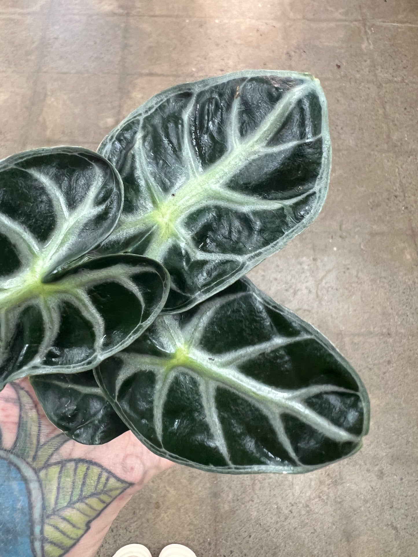 Alocasia Parasol