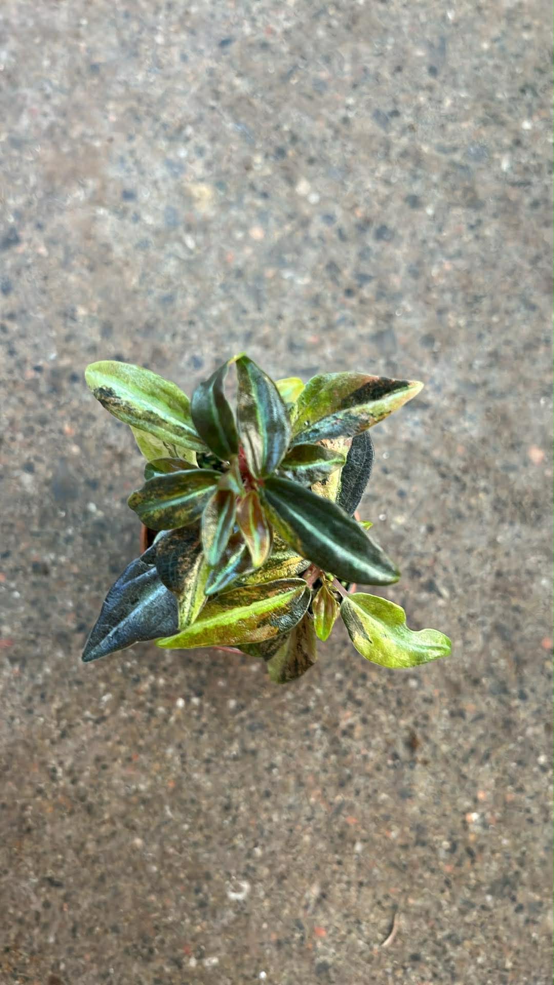 Peperomia Harmony High Voltage