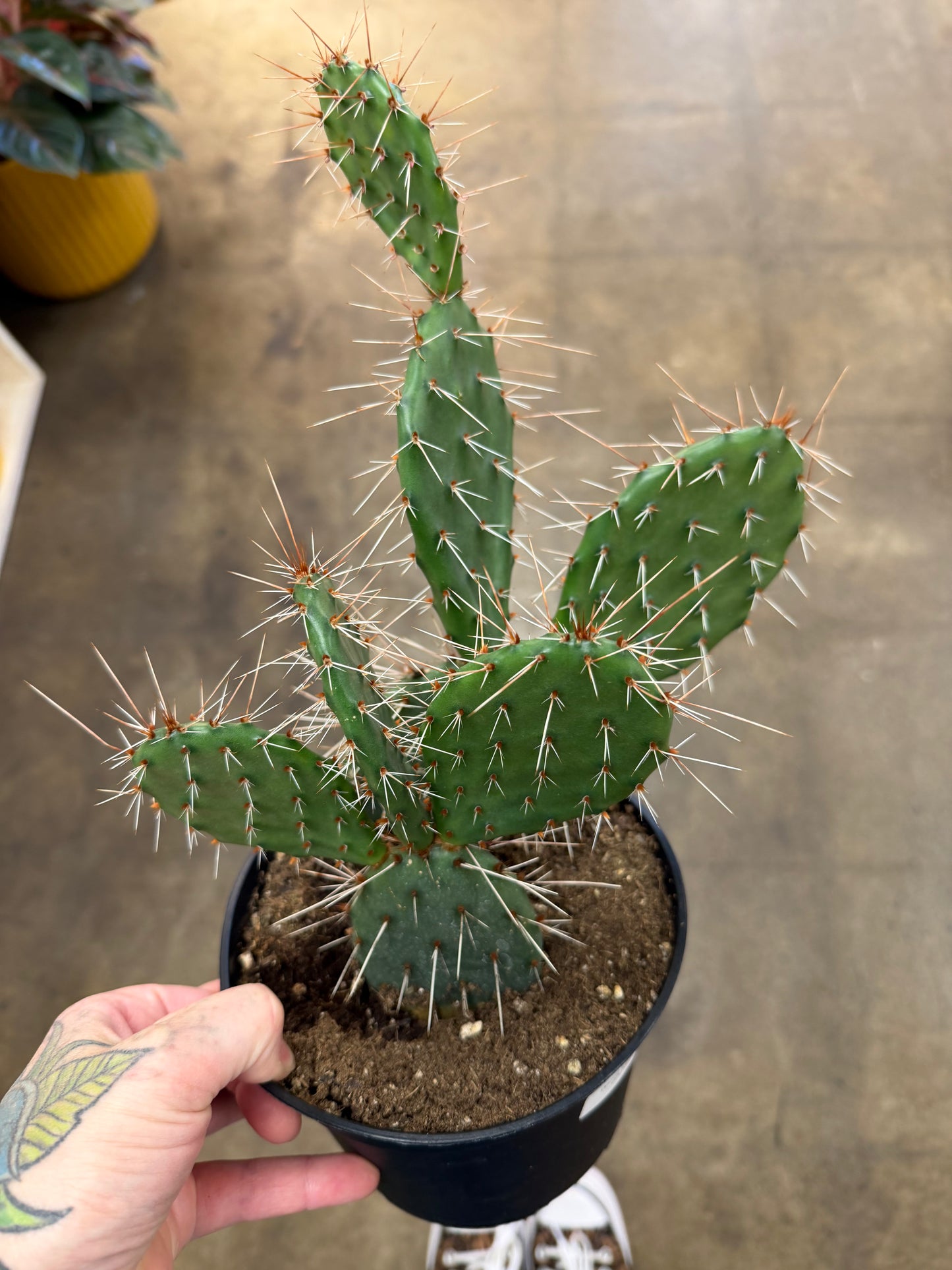 Opuntia Engelmanii