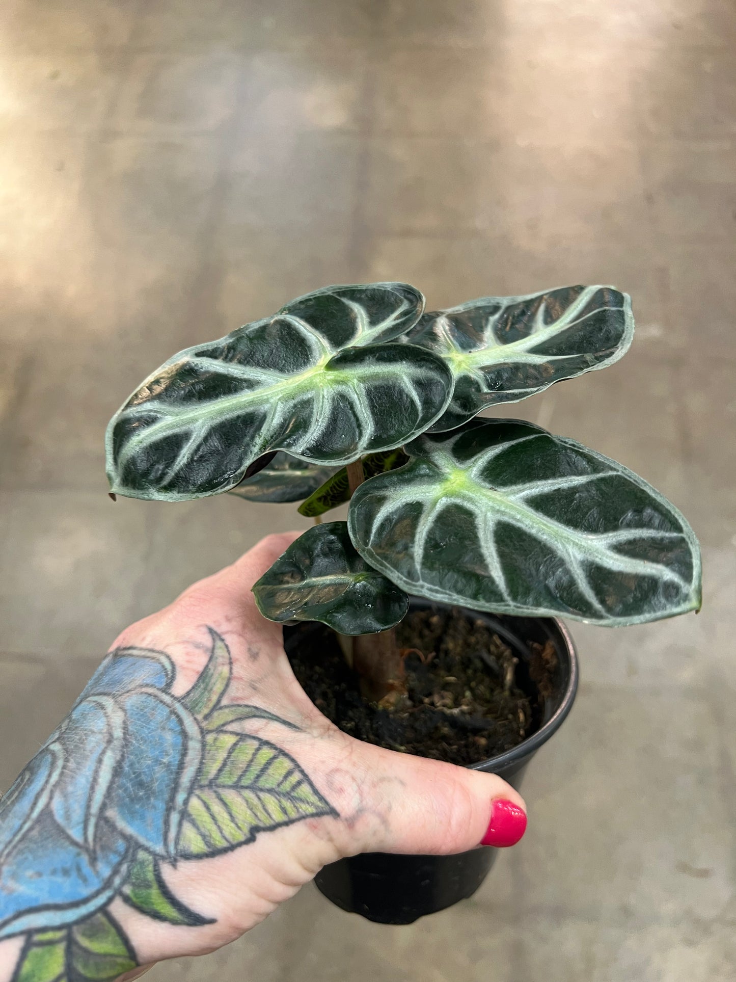 Alocasia Parasol