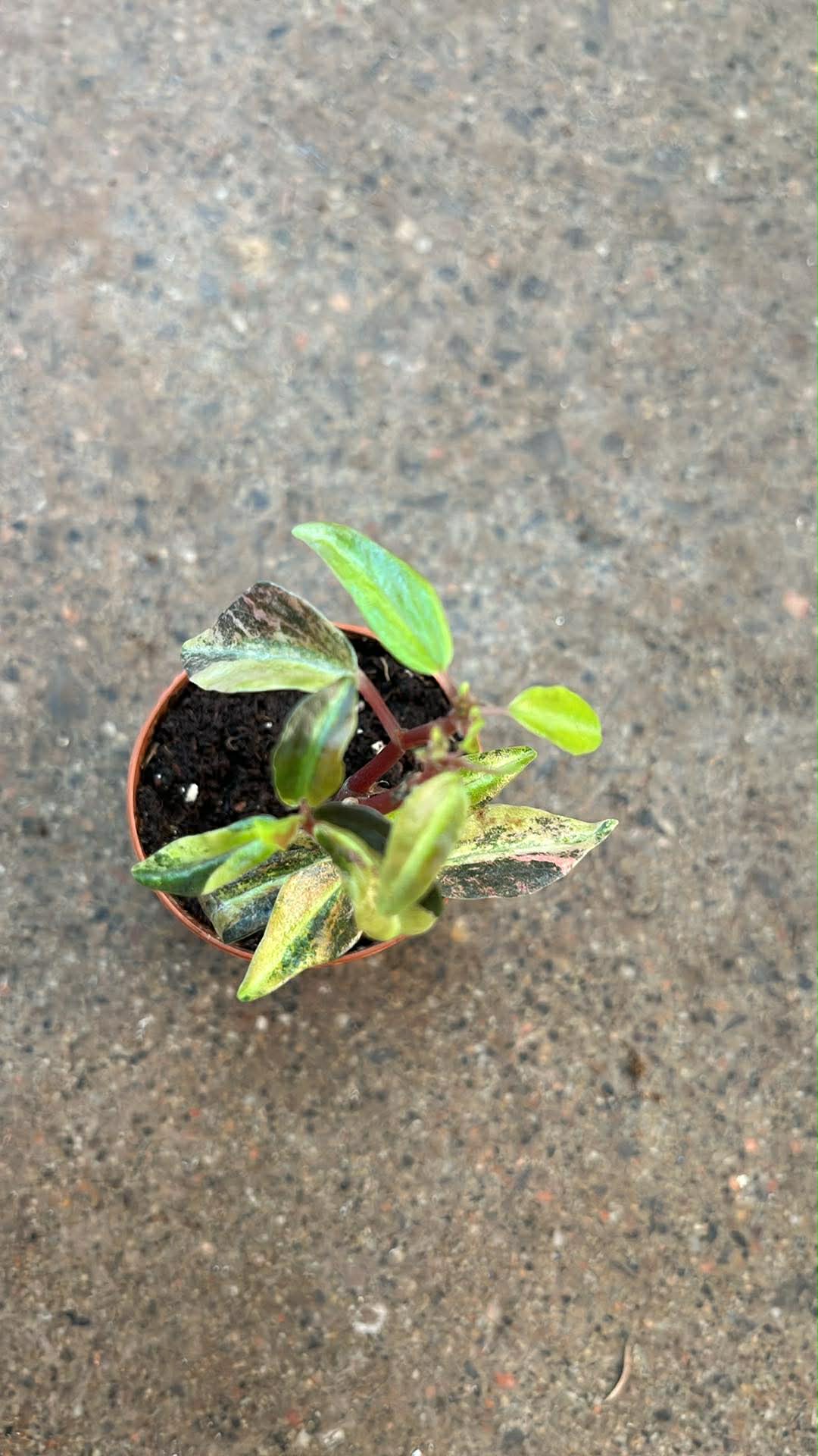 Peperomia Harmony High Voltage
