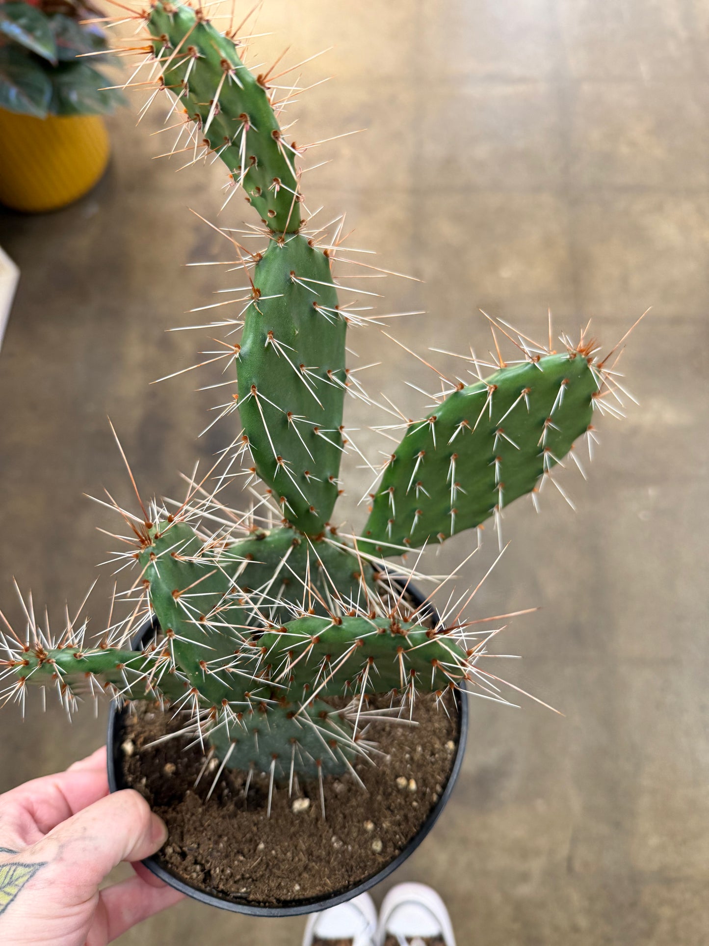 Opuntia Engelmanii