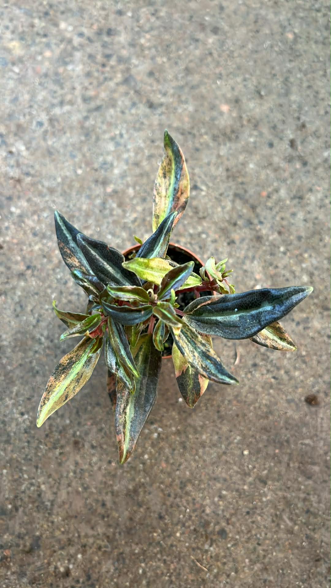 Peperomia Harmony High Voltage