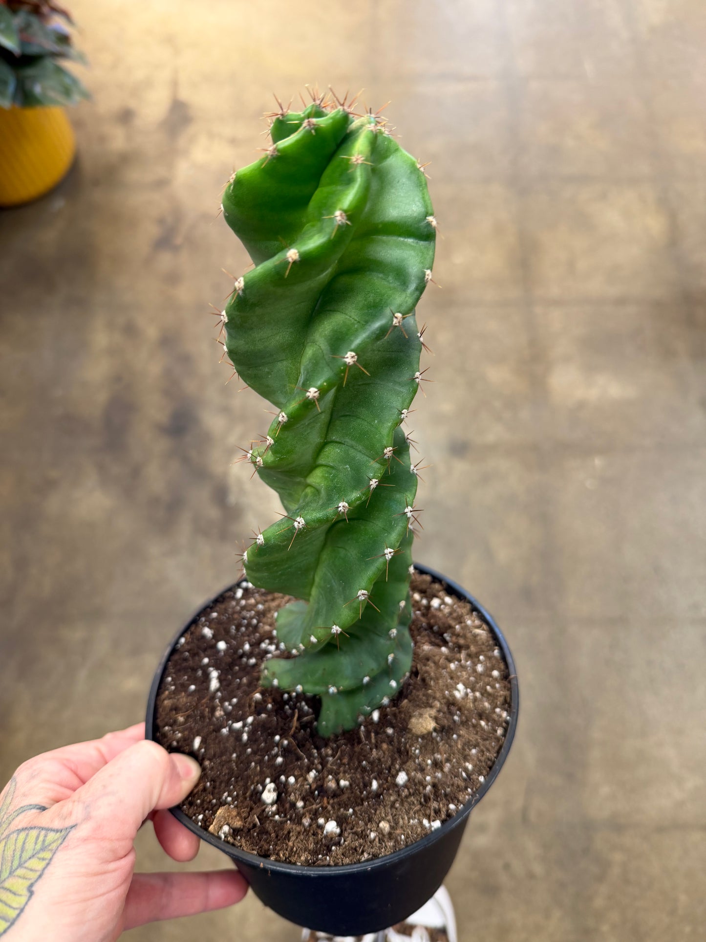 Spiral Cactus / Cereus Forbesii Spiralis
