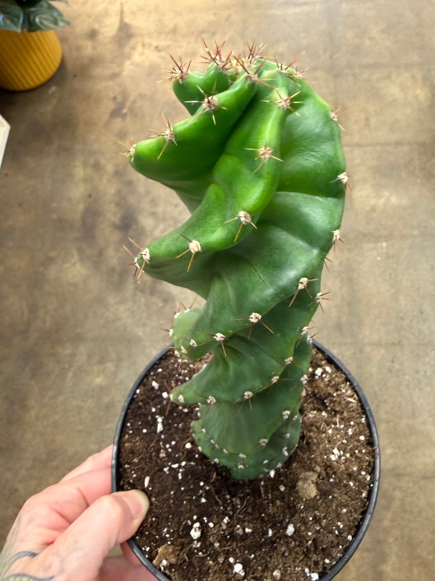Spiral Cactus / Cereus Forbesii Spiralis