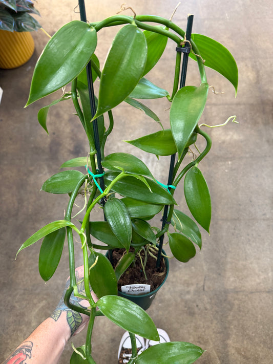 Vanilla Planifolia
