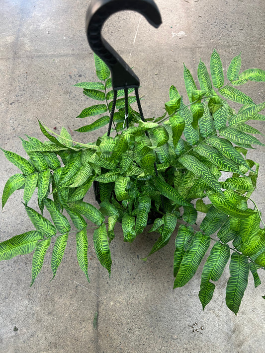 Fern Golden Zebra