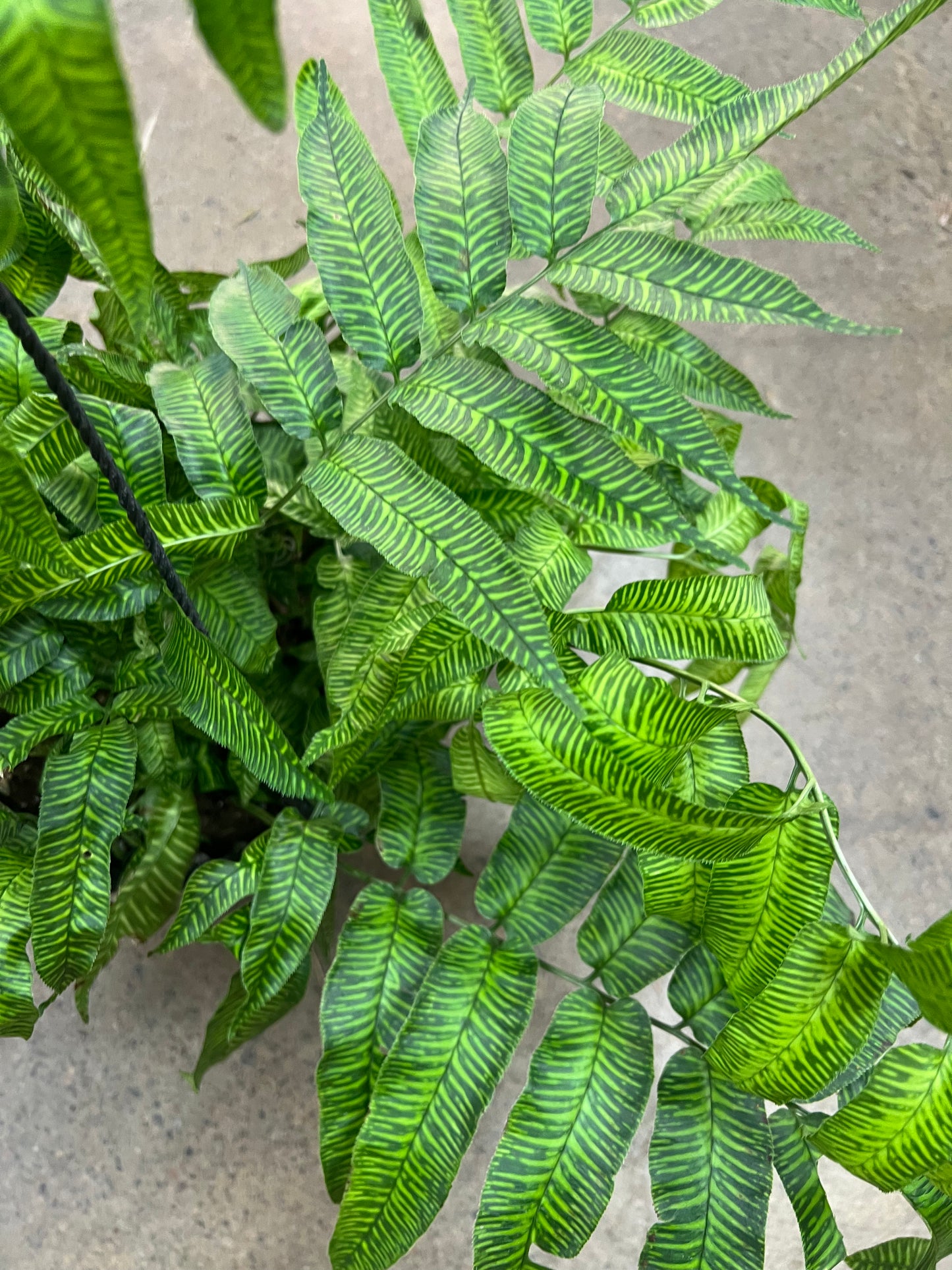 Fern Golden Zebra