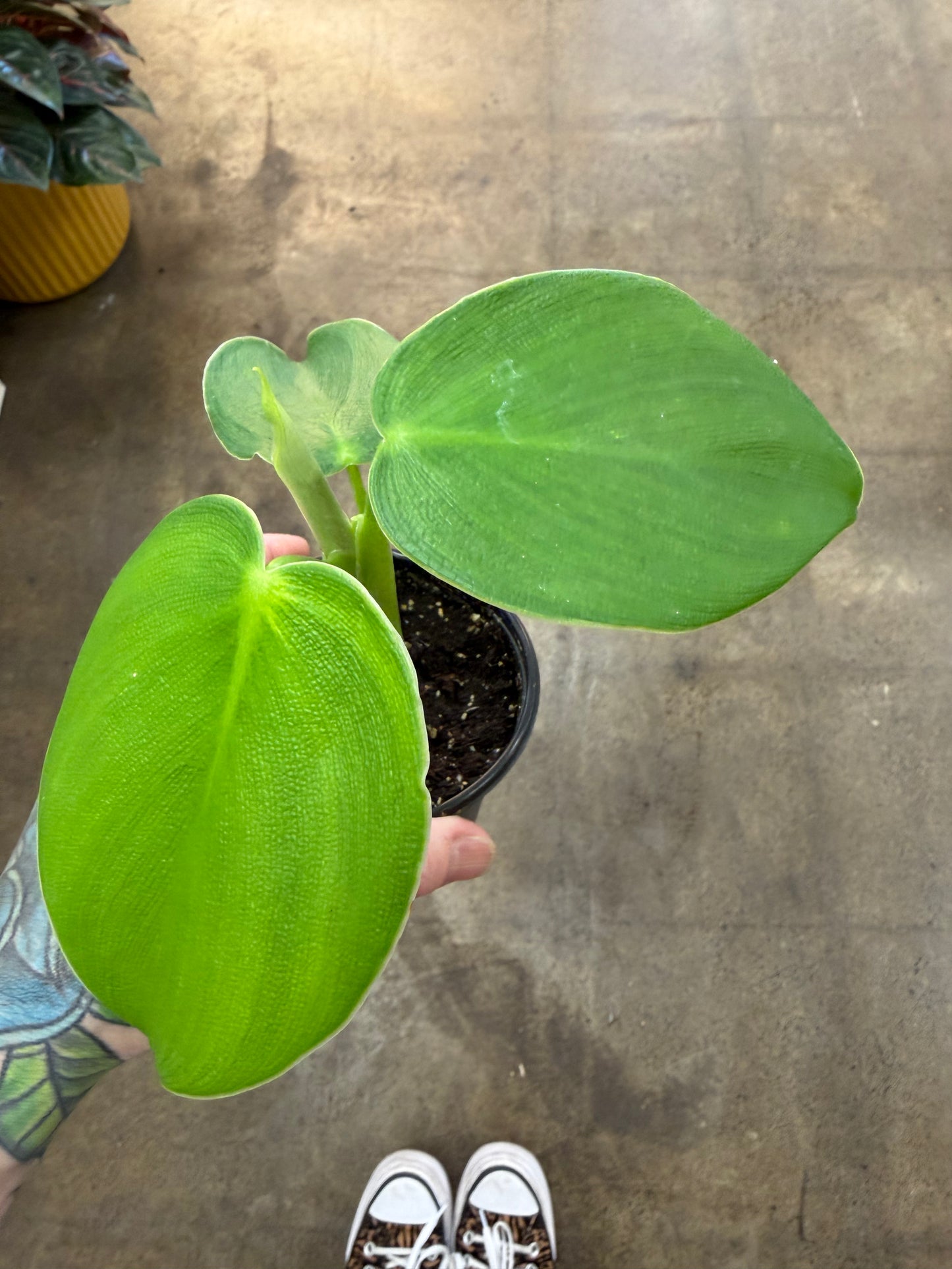 Philodendron Rugosum