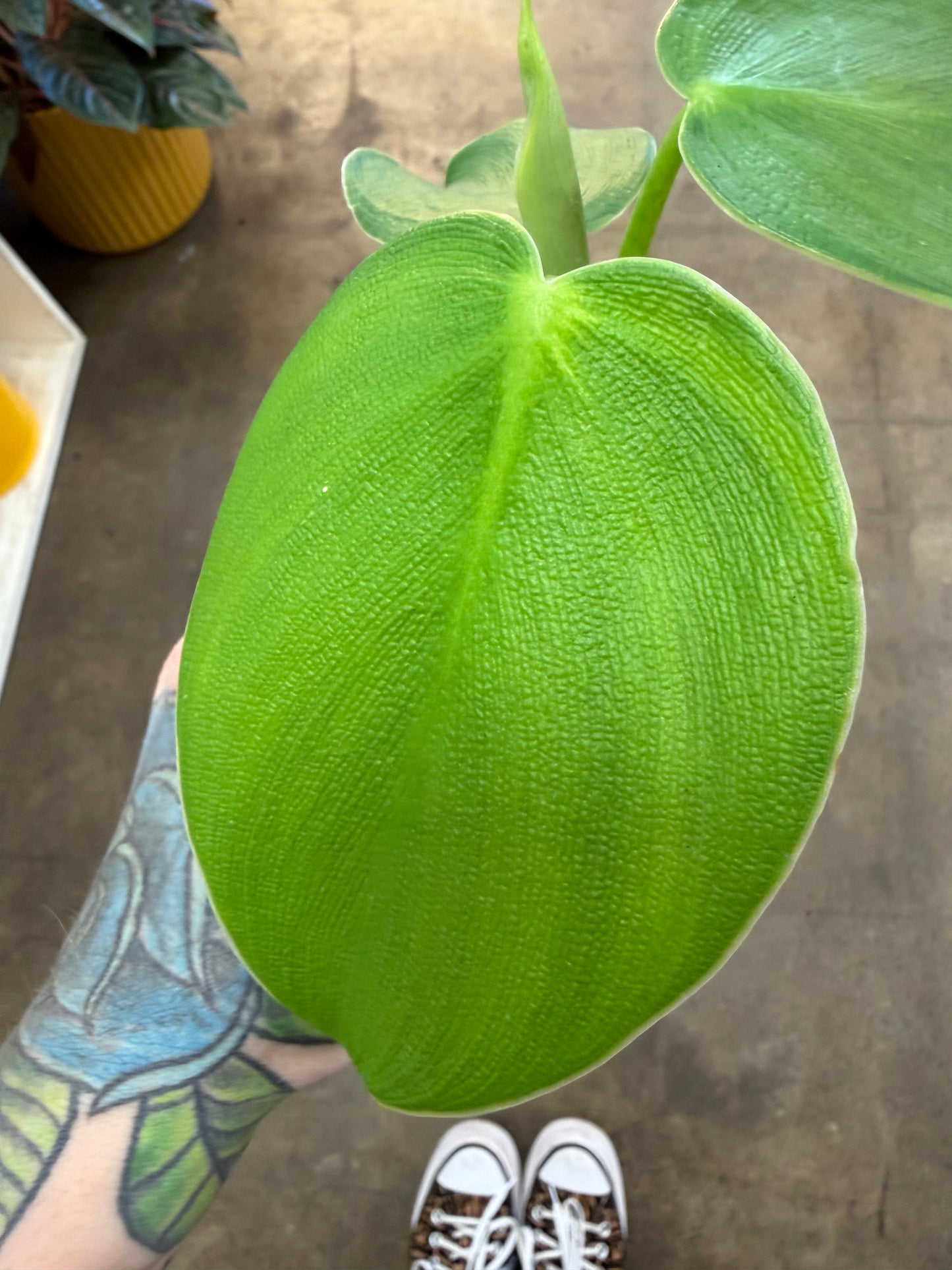 Philodendron Rugosum