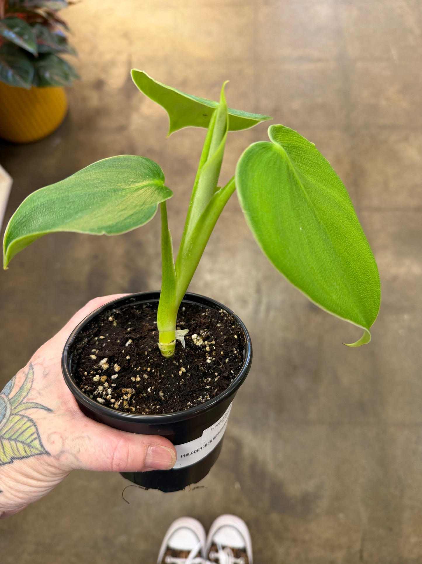 Philodendron Rugosum