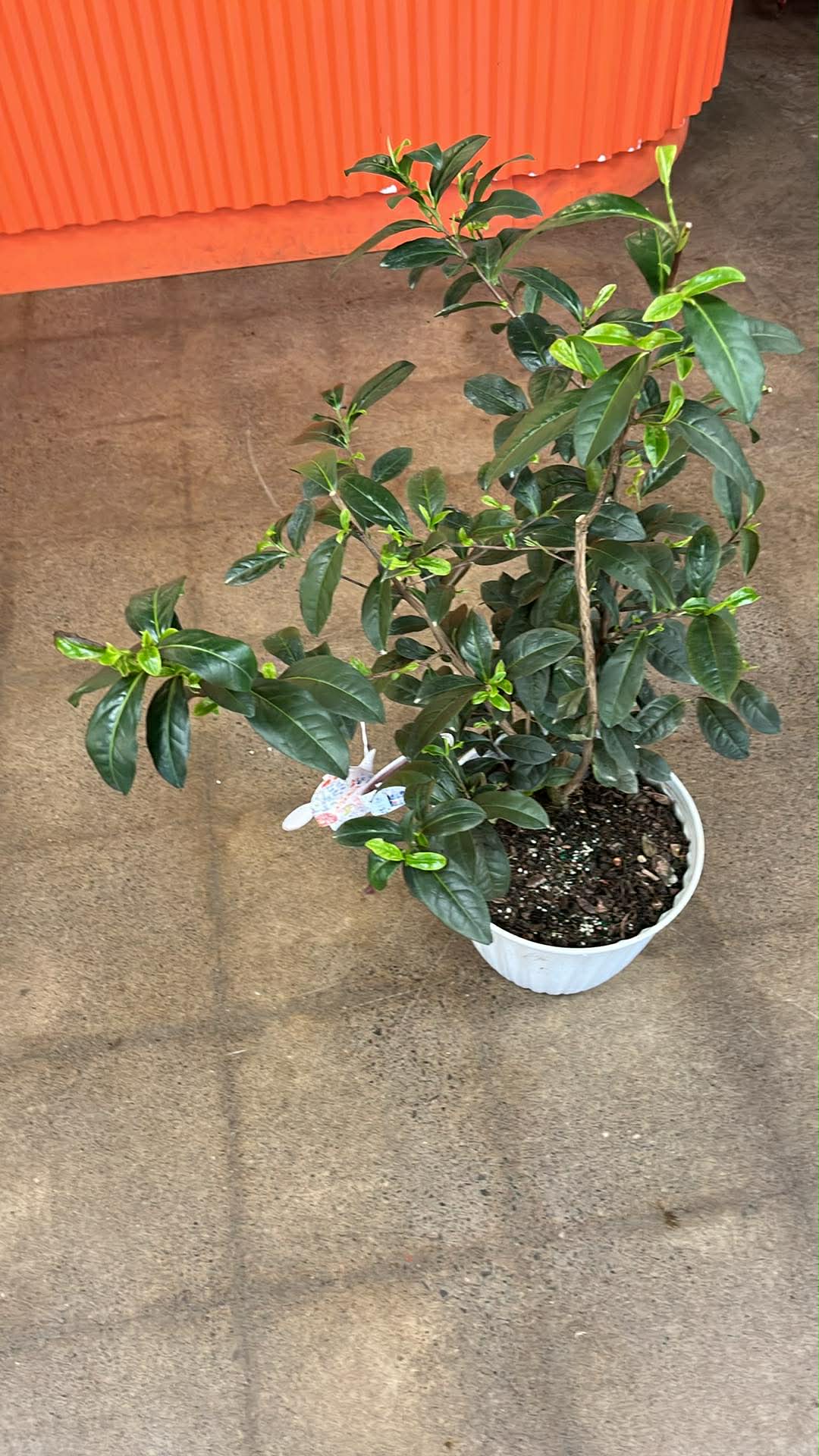 Camellia Sinensis Thé Vert