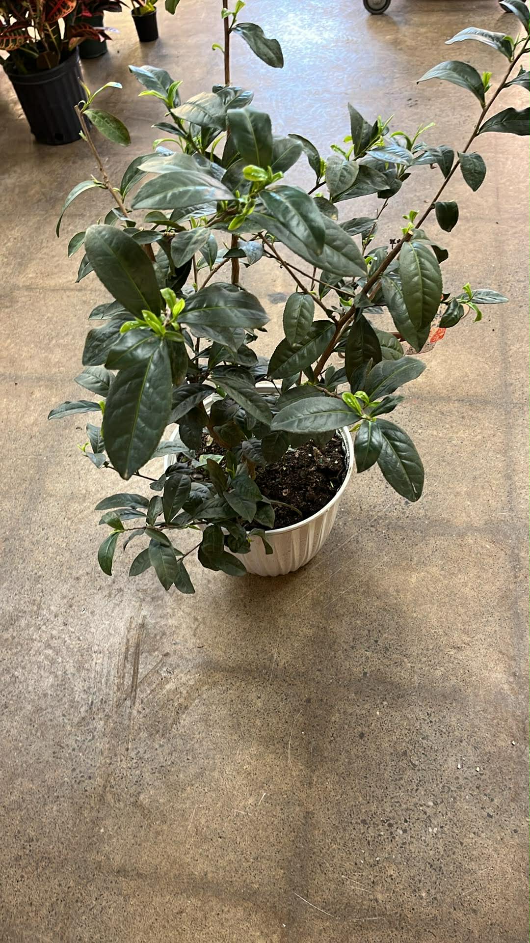 Camellia Sinensis Thé Vert