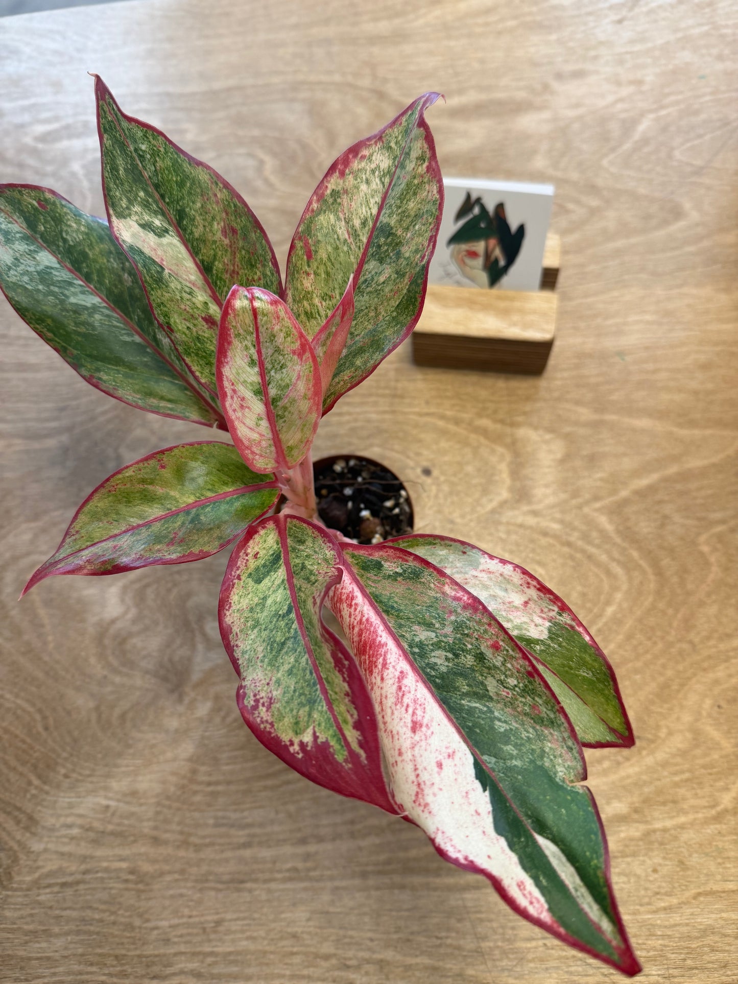 Aglaonema Siam Aurora Variegated