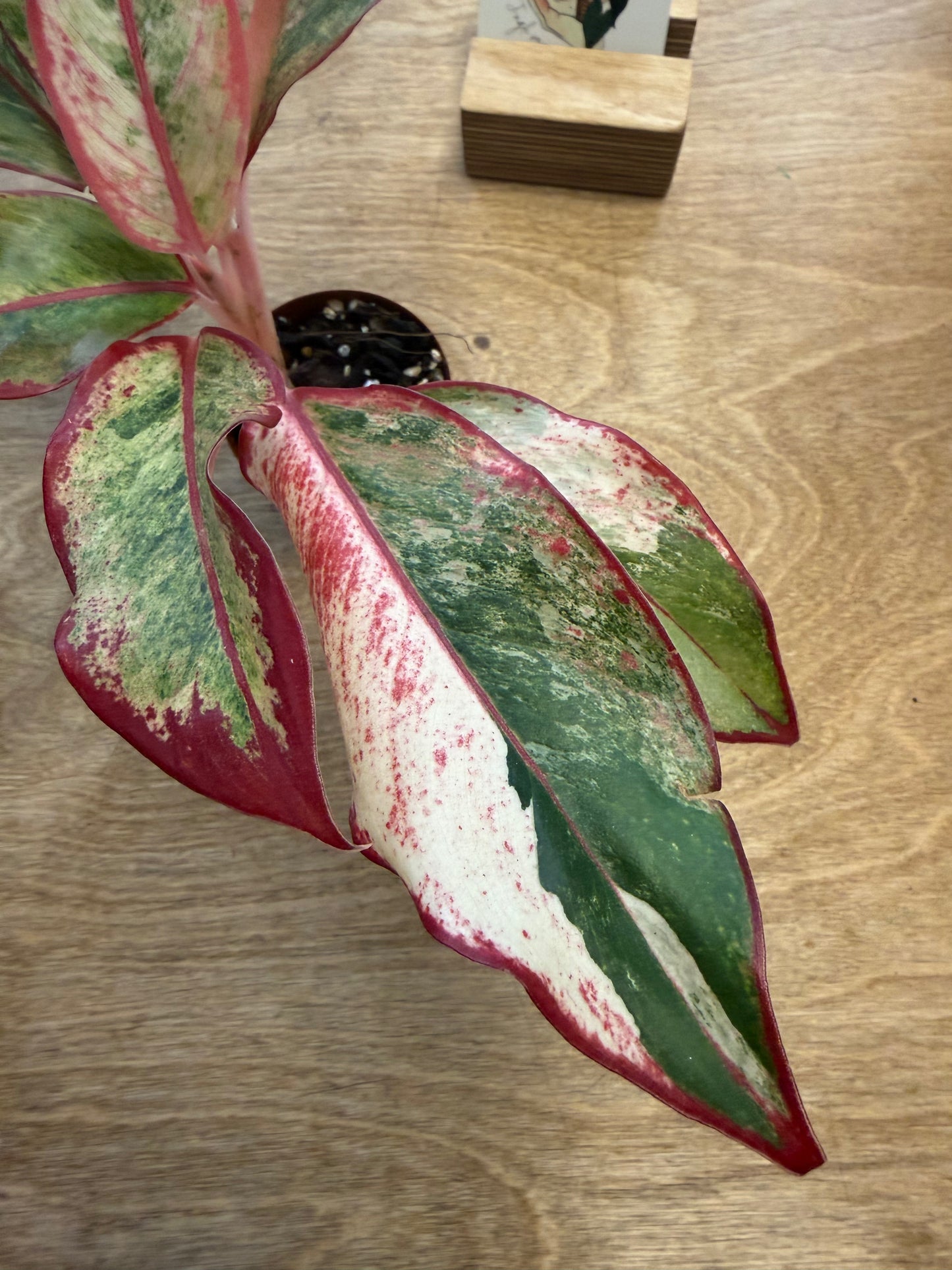 Aglaonema Siam Aurora Variegated