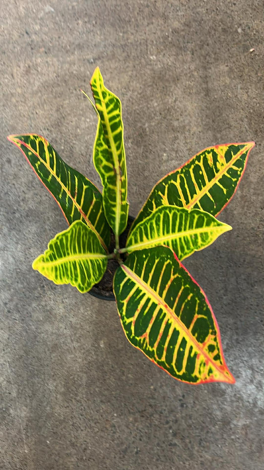 Croton Petra