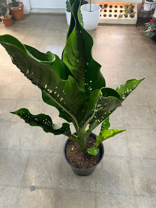 Dieffenbachia Crocodile
