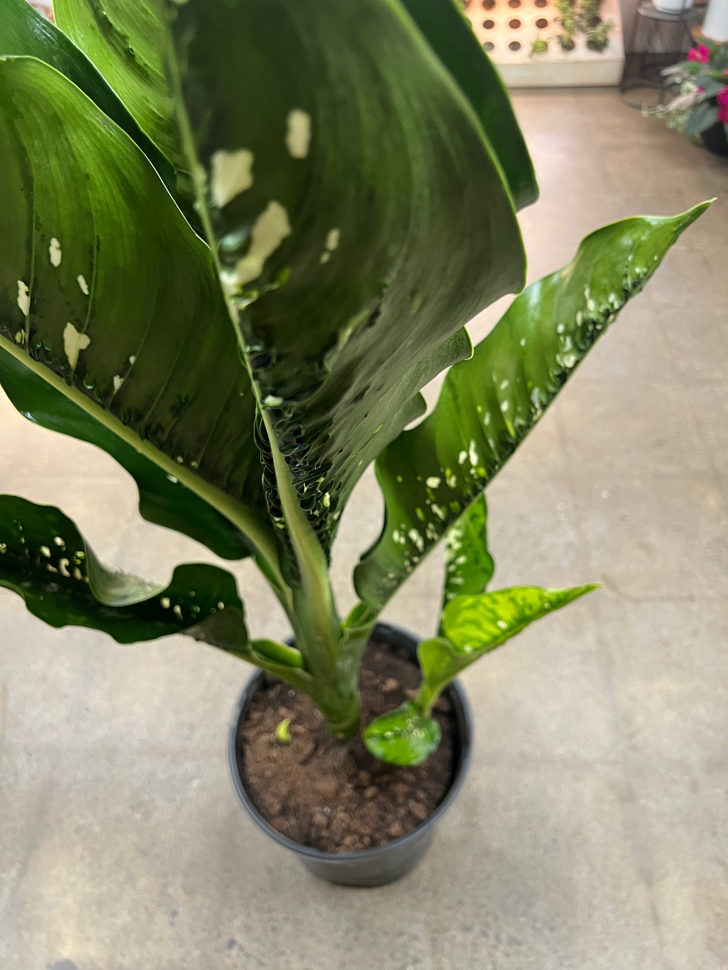 Dieffenbachia Crocodile