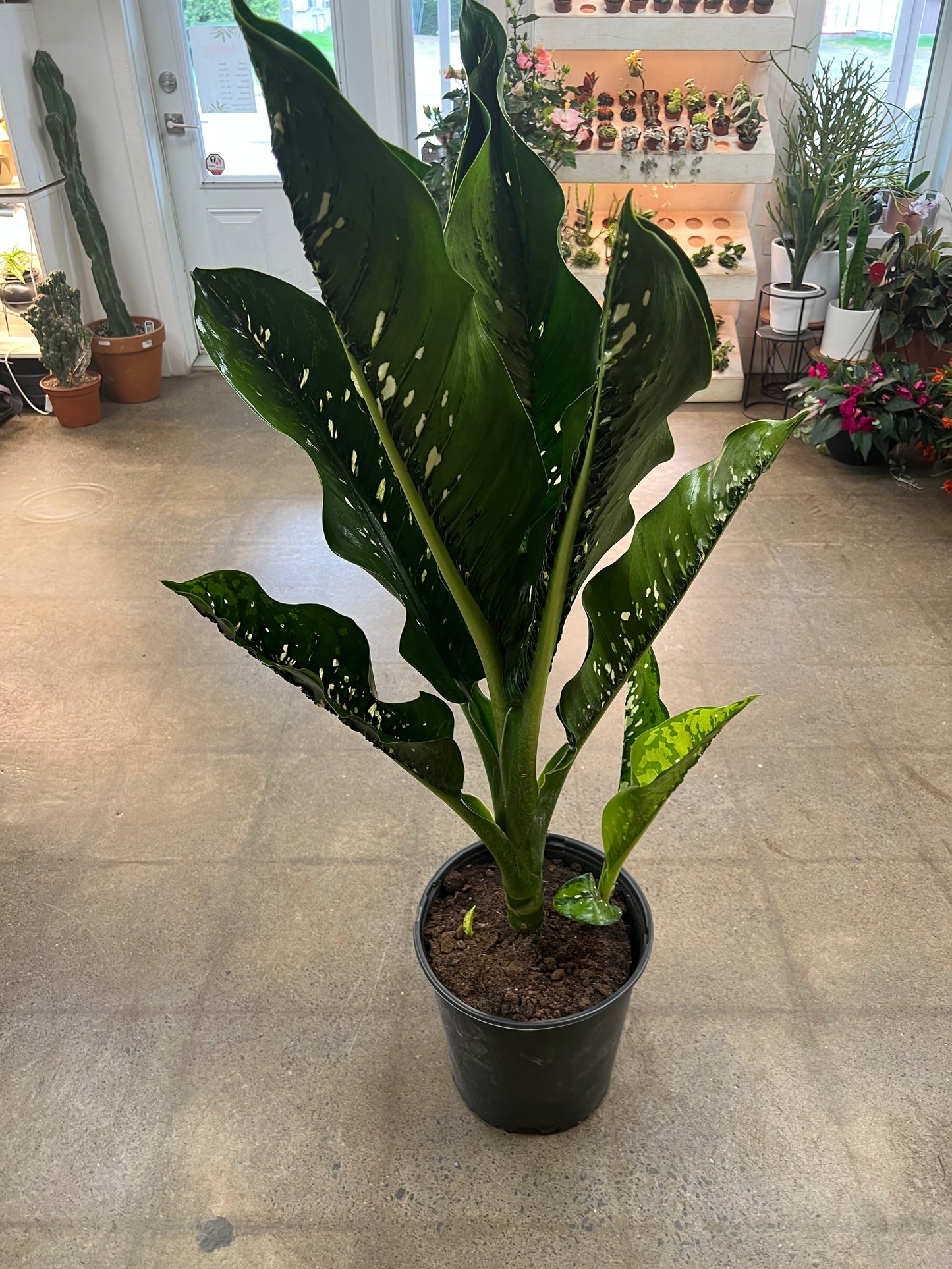 Dieffenbachia Crocodile
