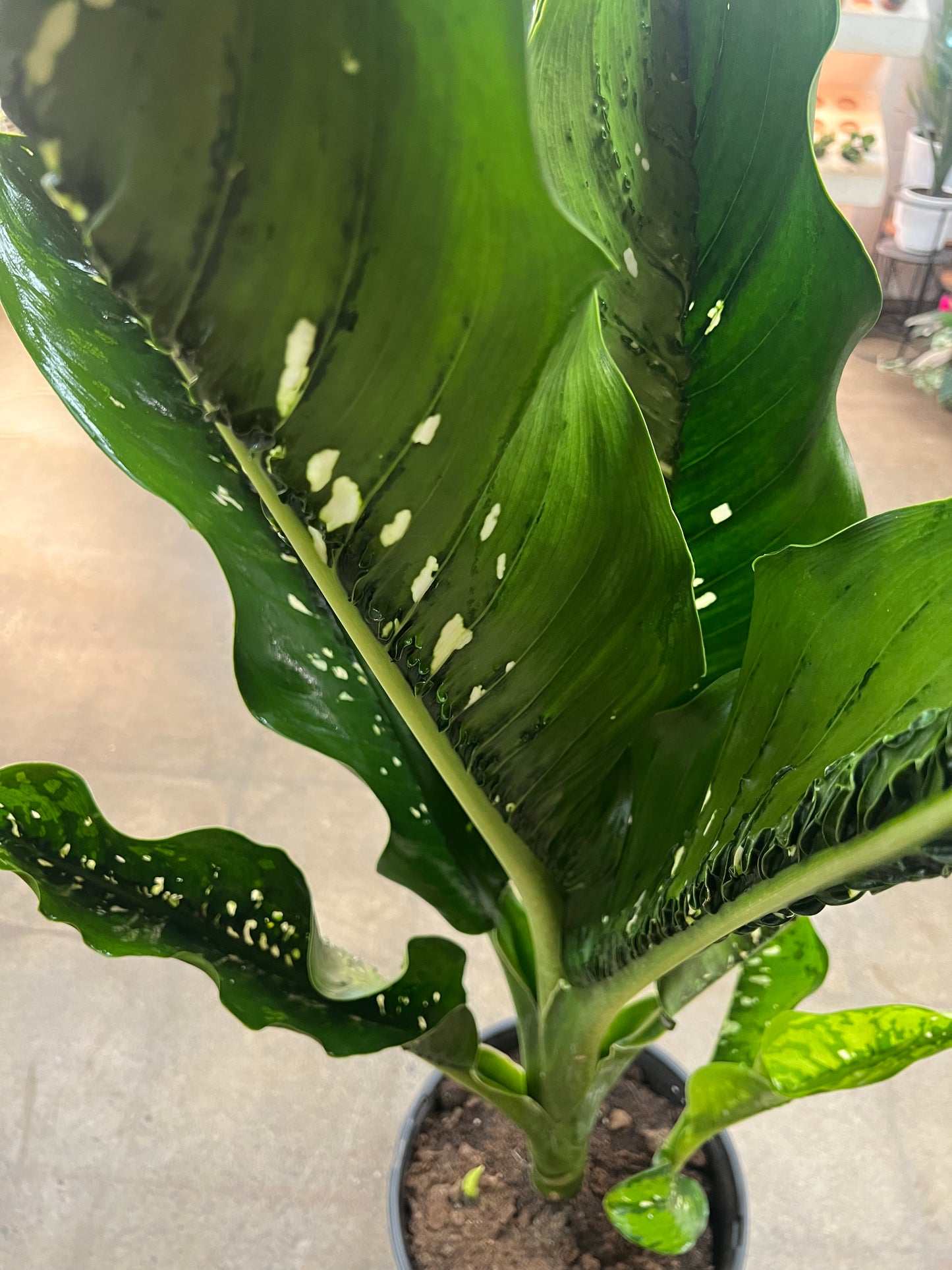 Dieffenbachia Crocodile