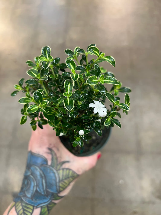 Bonsaï Serissa Variegata