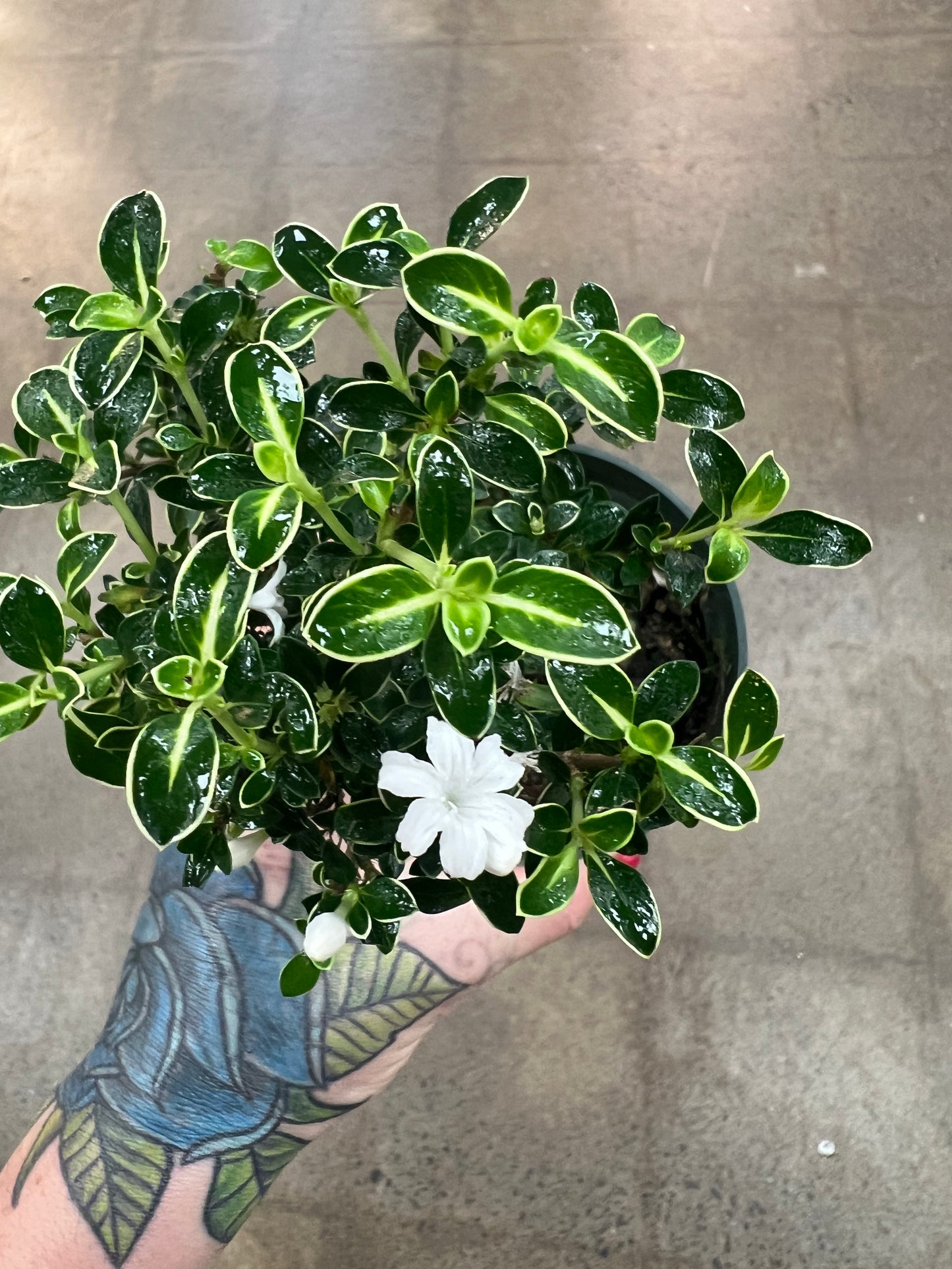 Bonsaï Serissa Variegata