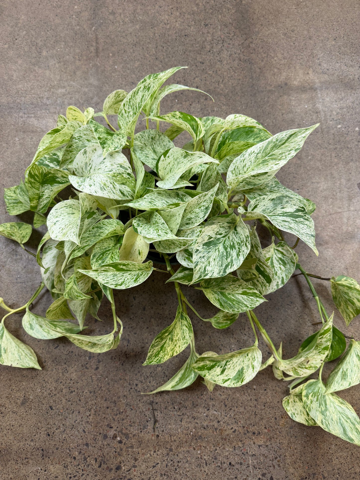 Pothos Snow Queen