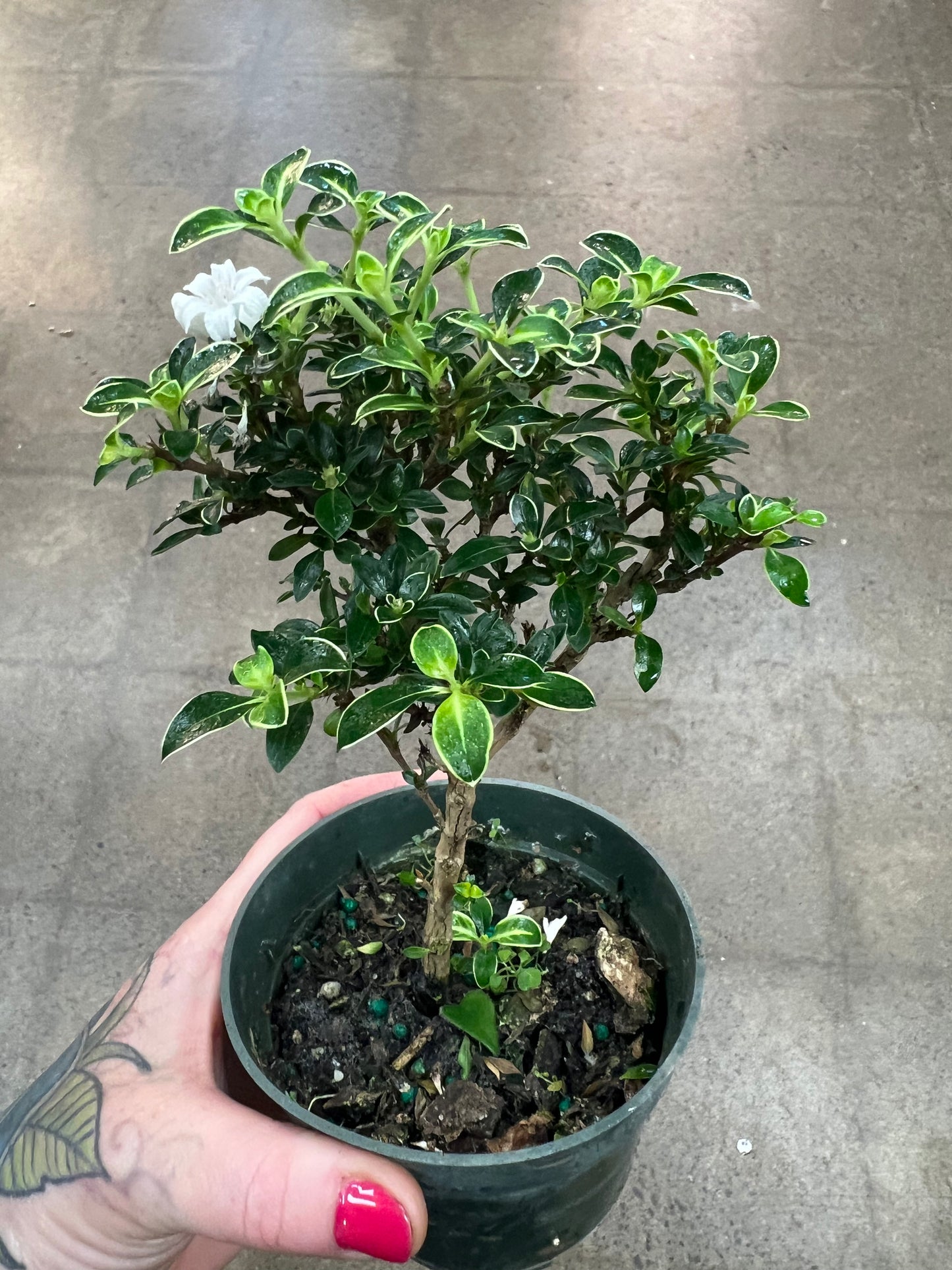 Bonsaï Serissa Variegata