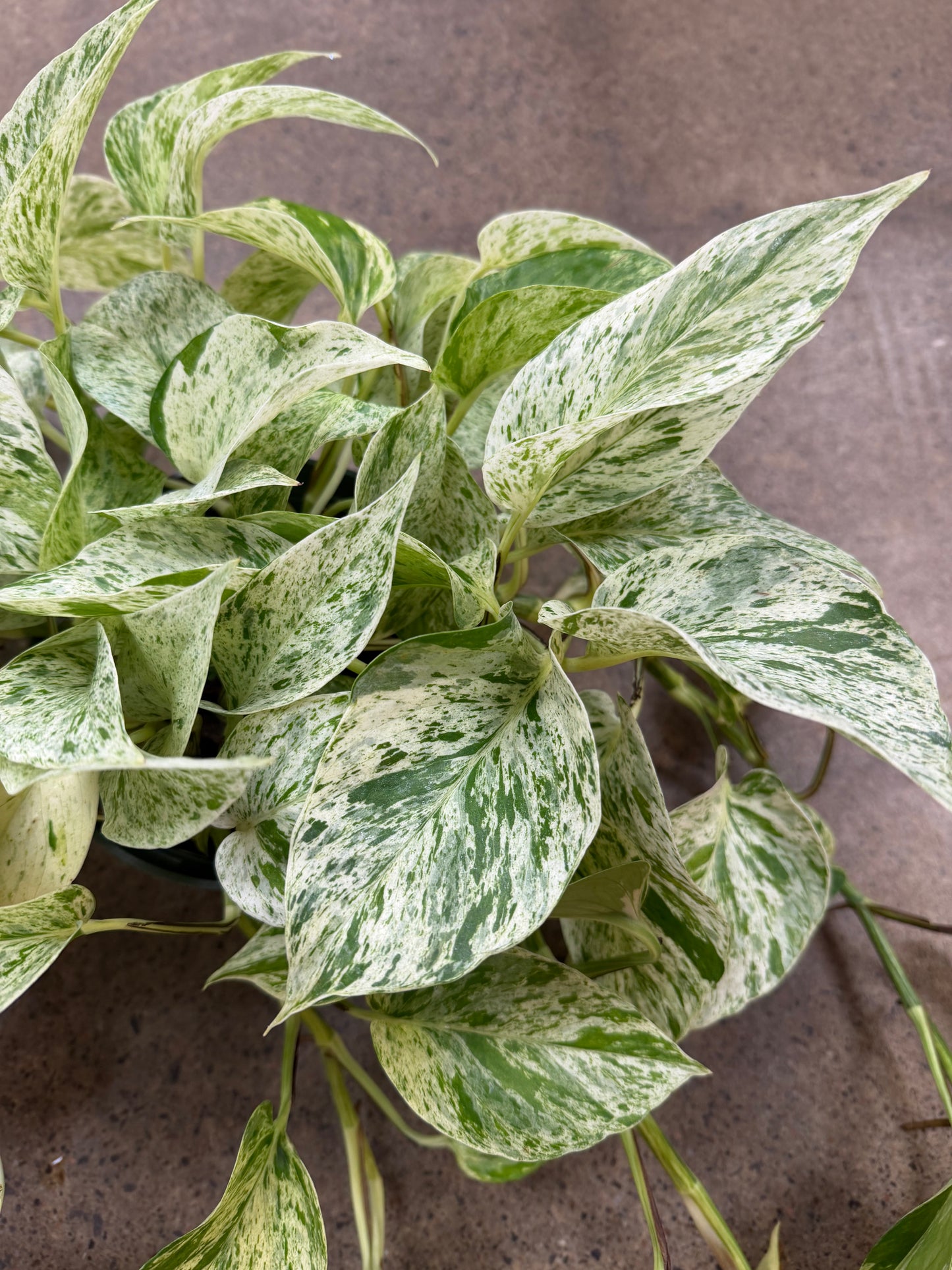 Pothos Snow Queen