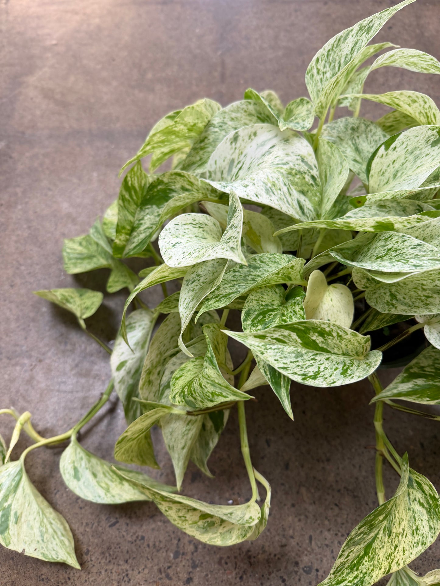 Pothos Snow Queen