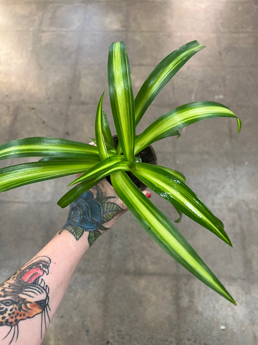 Chlorophytum Hawaiian