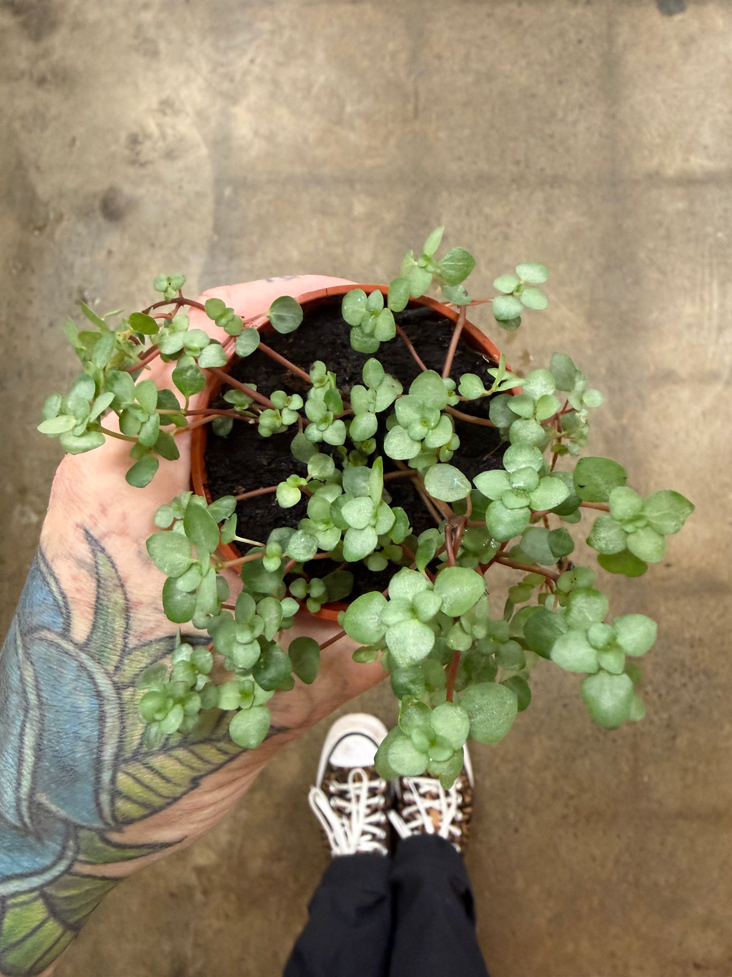 Pilea Glauca Aquamarine