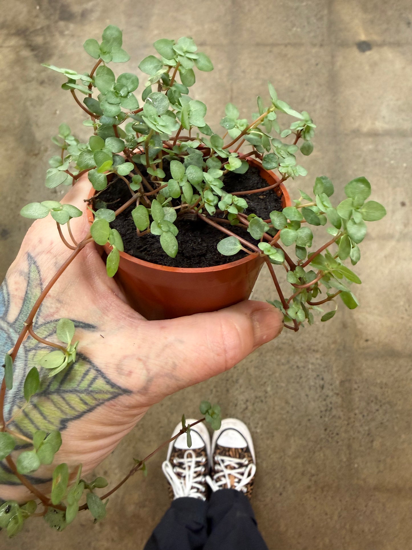 Pilea Glauca Aquamarine