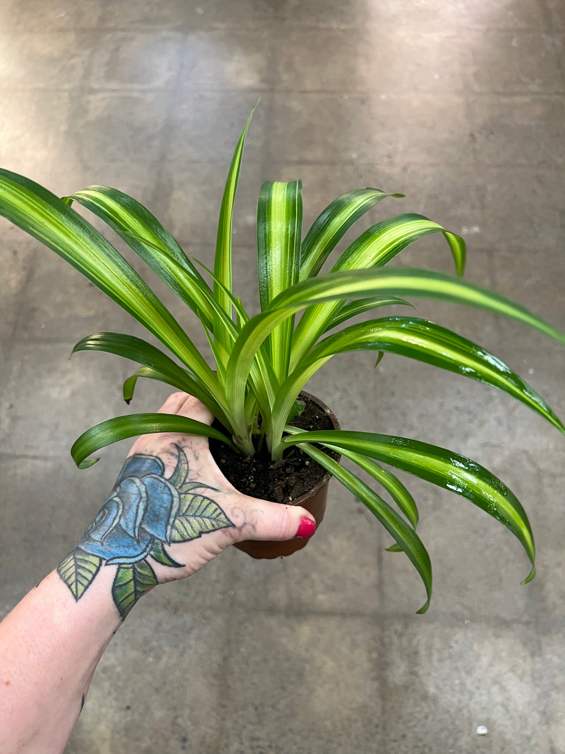 chlorophytum hawaiian Chlorophytum Hawaiian