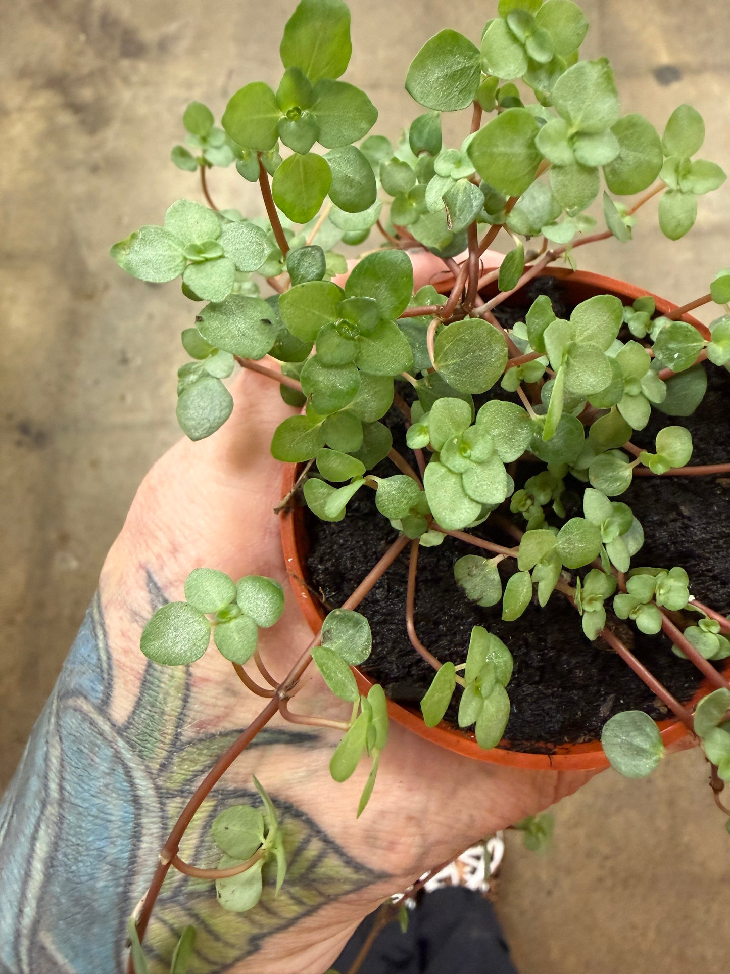 Pilea Glauca Aquamarine