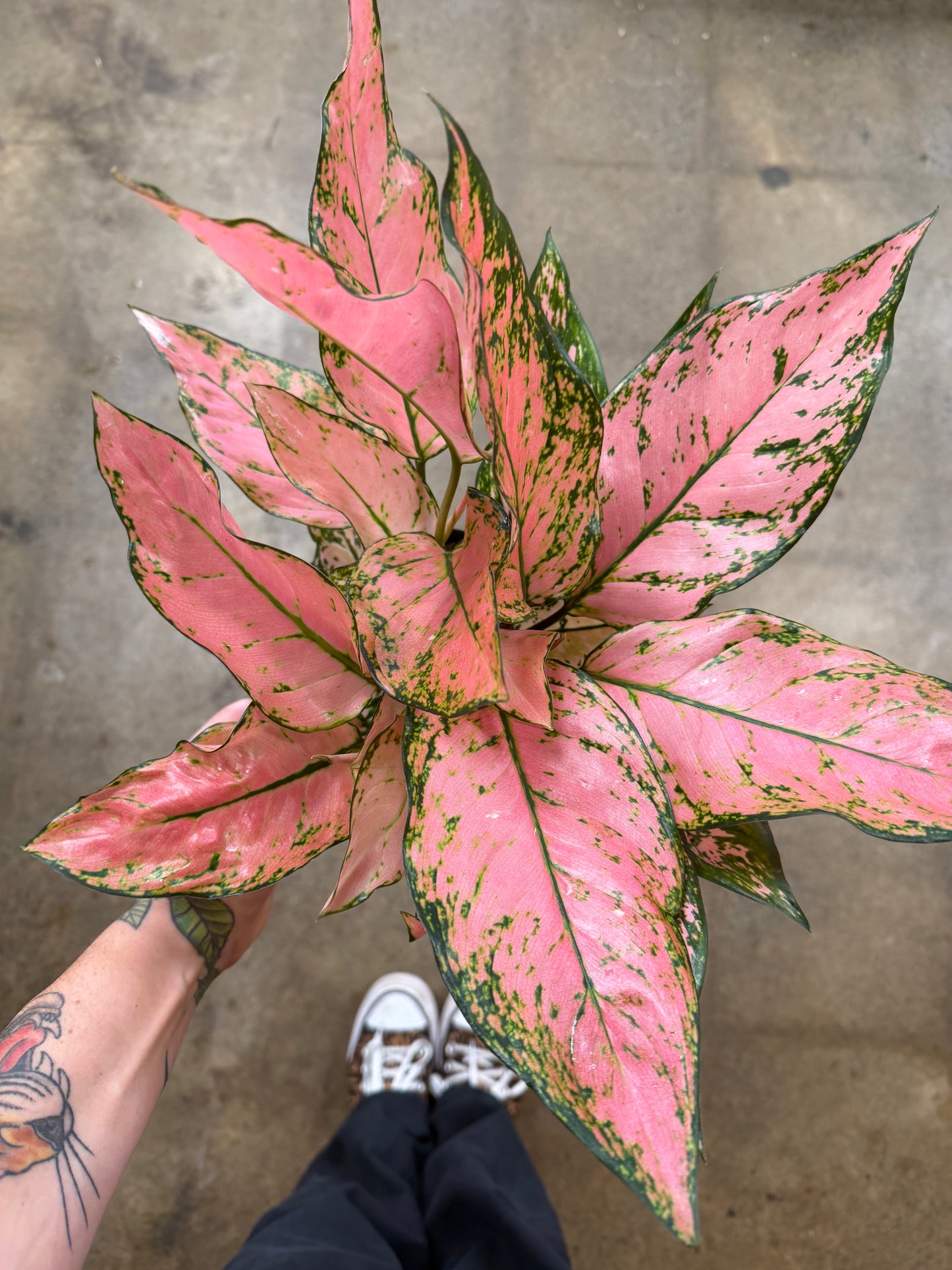 Aglaonema Anyamanee