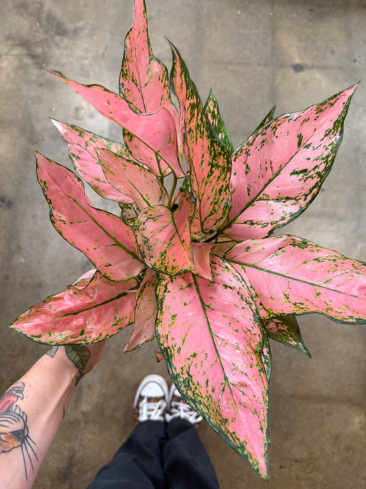 Aglaonema Anyamanee