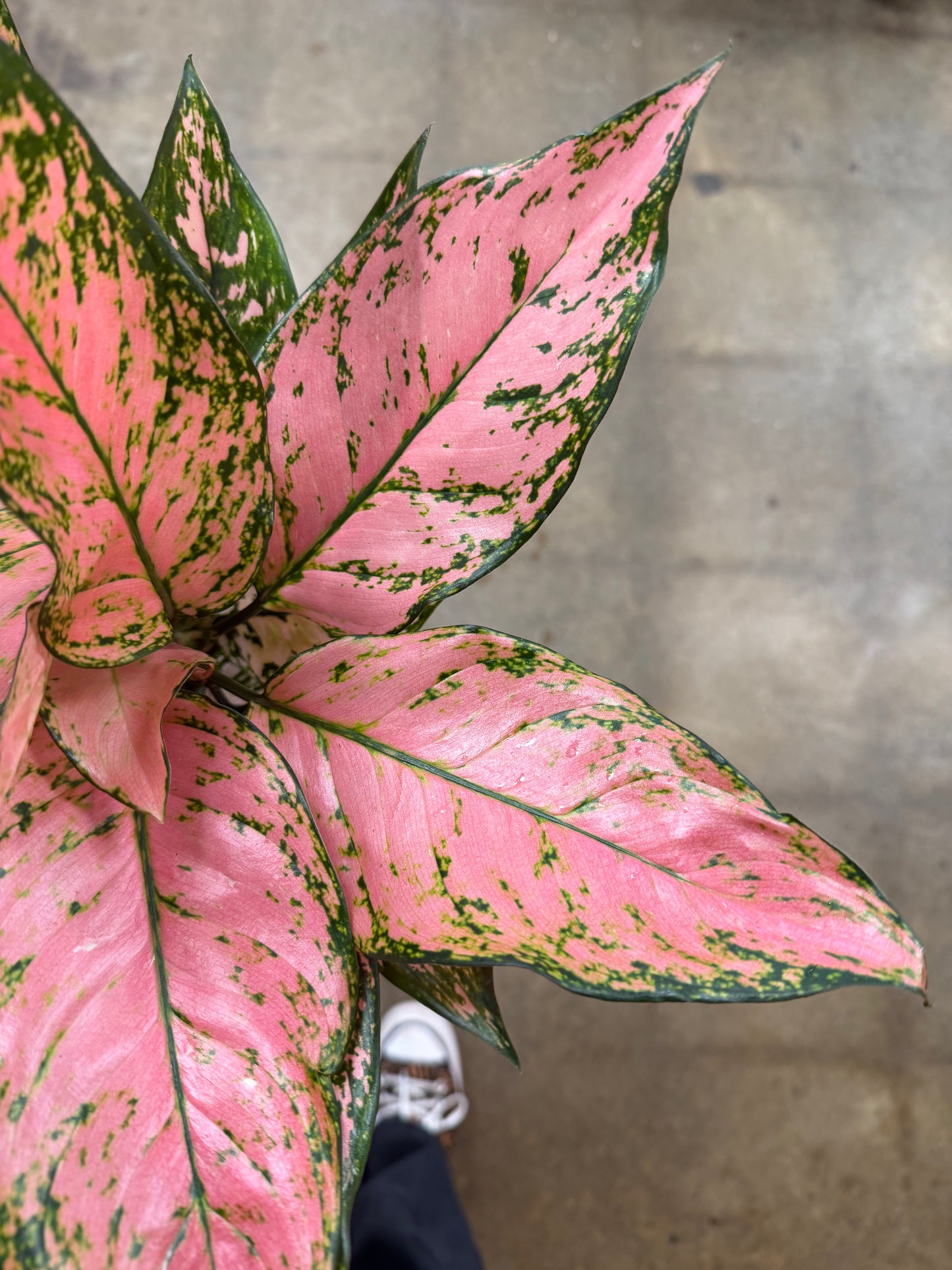 Aglaonema Anyamanee