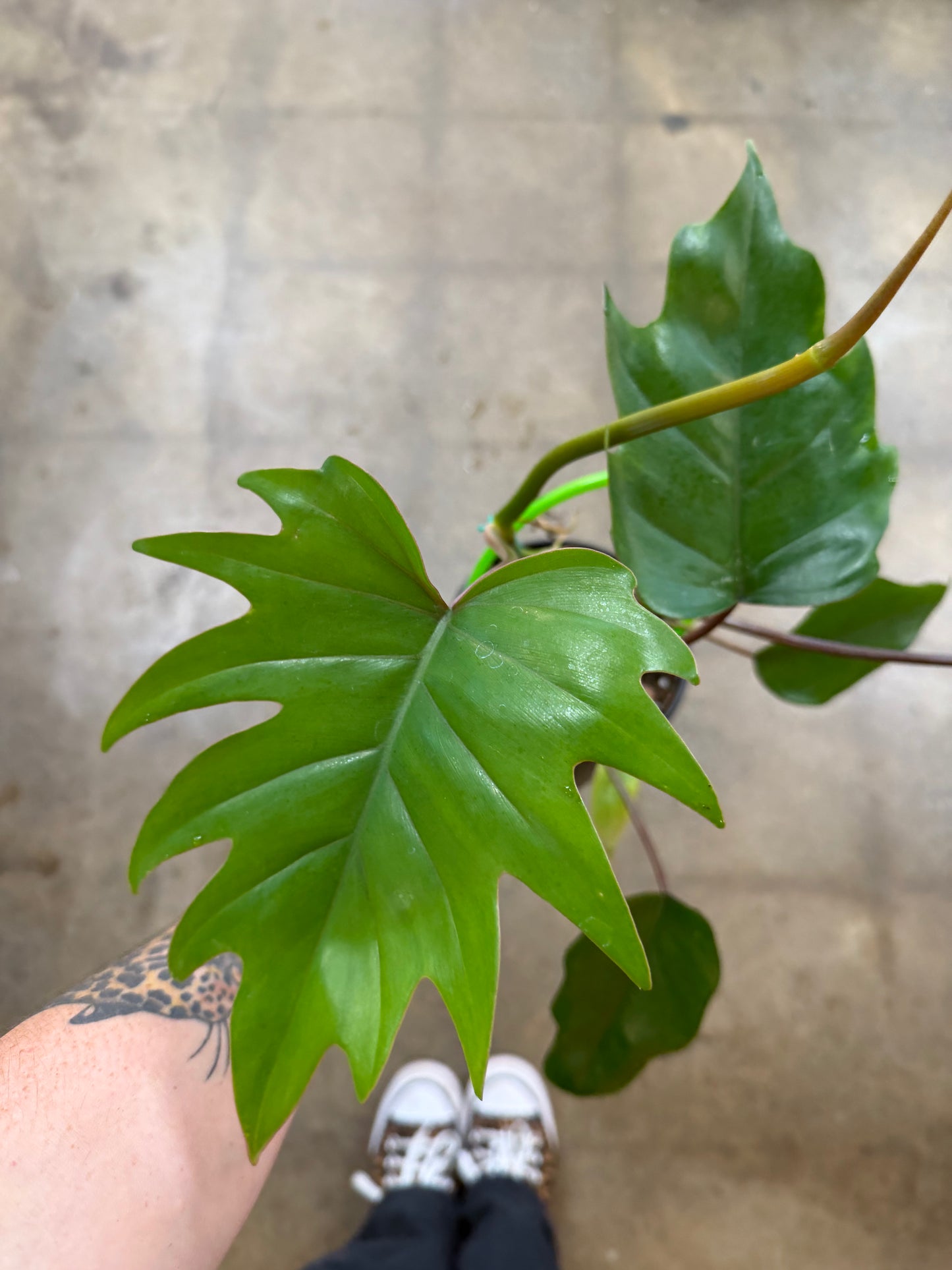 Philodendron Mayoi Tahiti