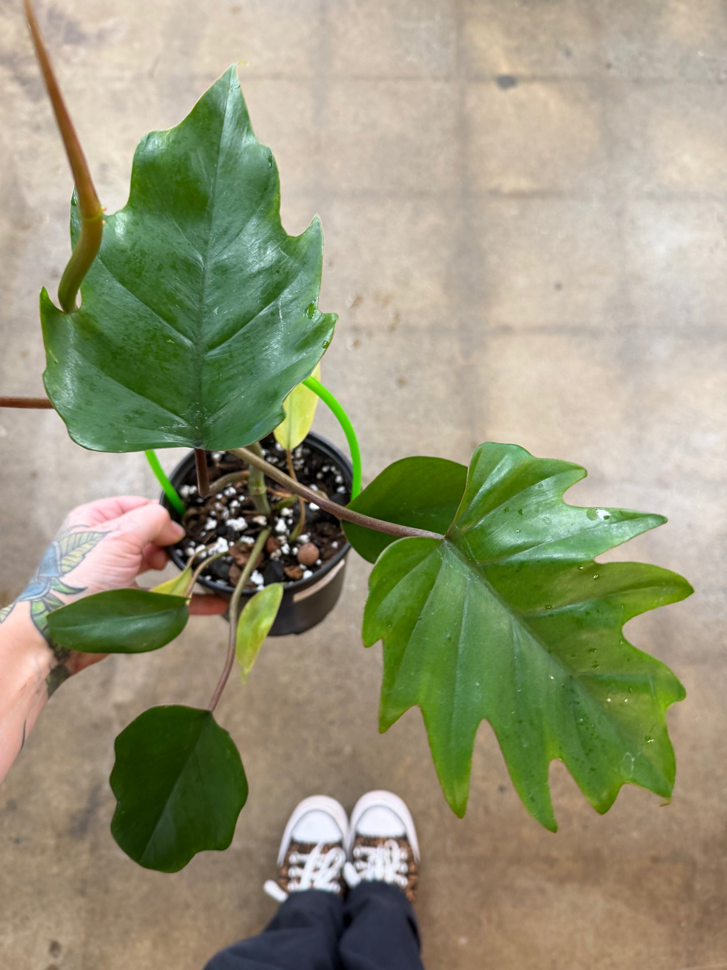 Philodendron Mayoi Tahiti