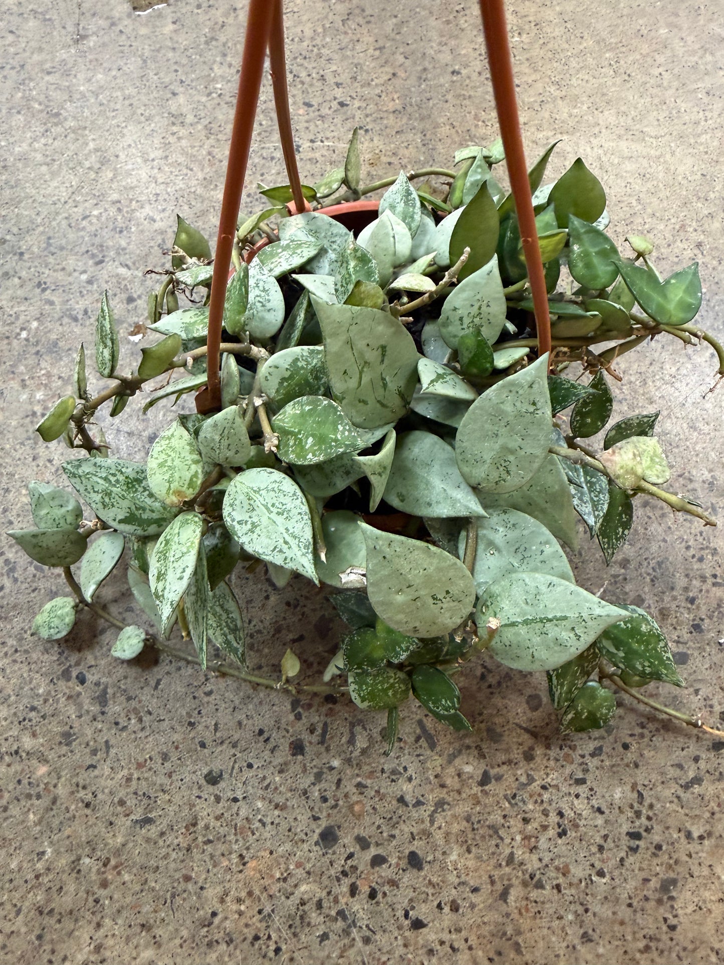 Hoya Krohniana Silver