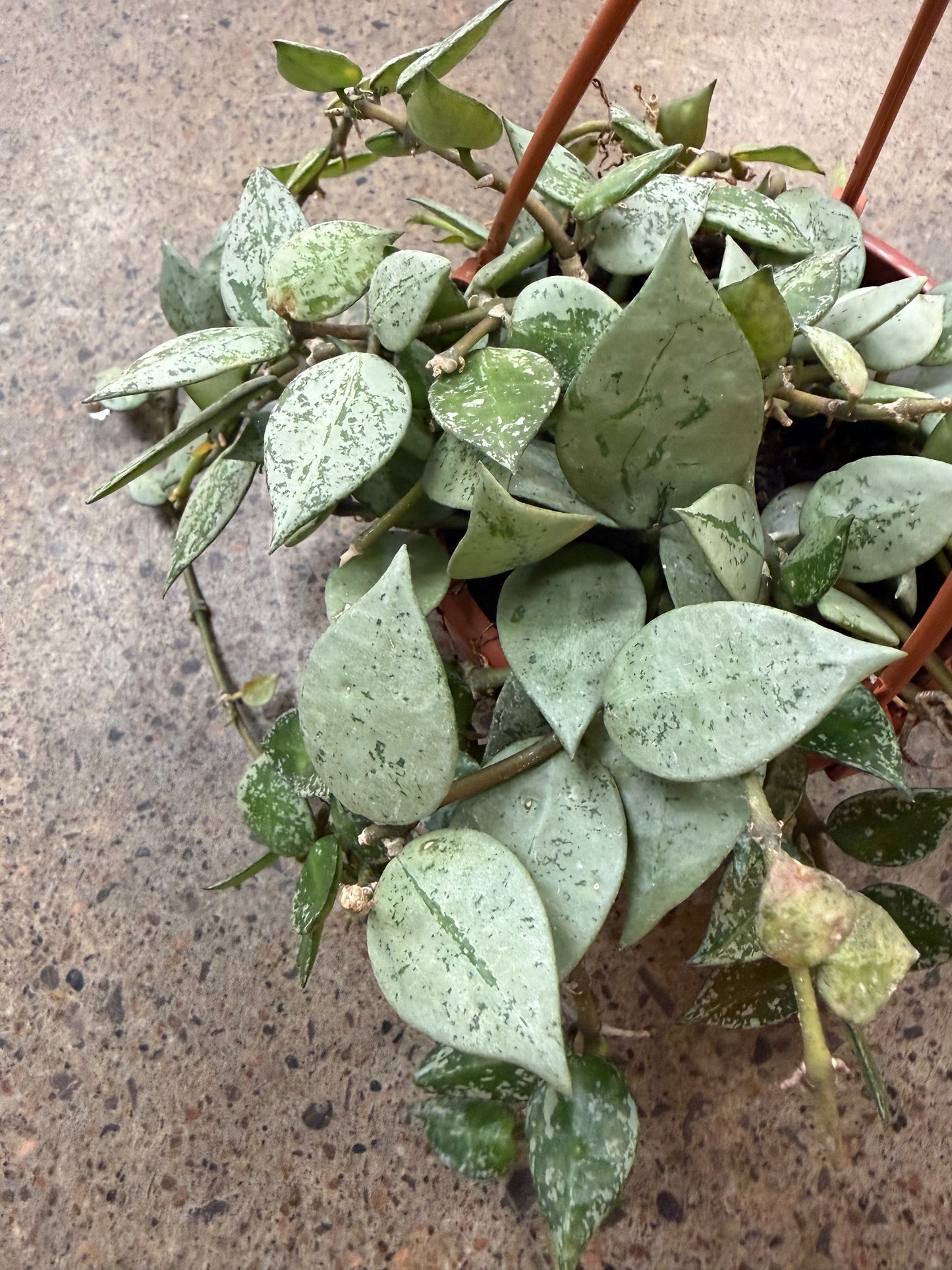 Hoya Krohniana Silver