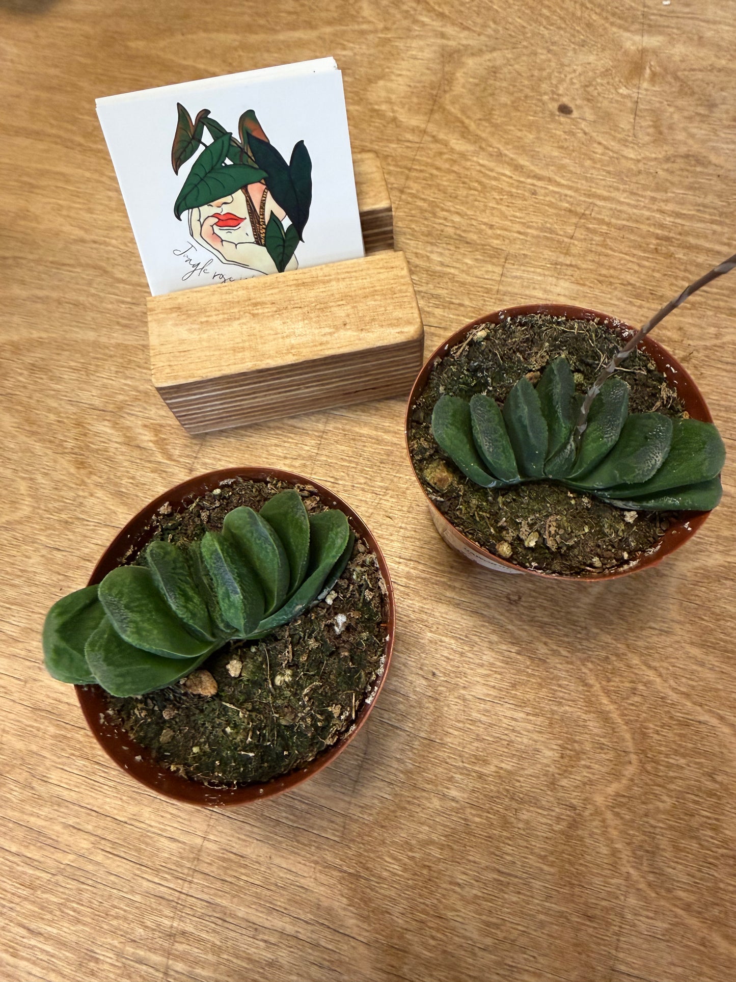 Haworthia Truncata