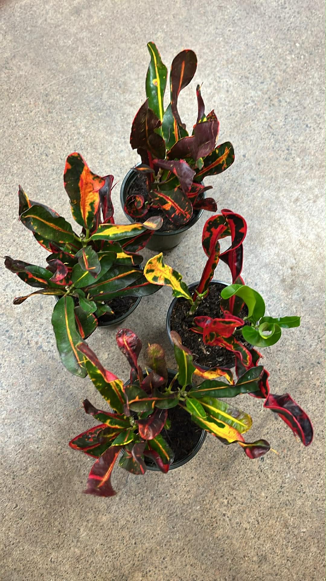 Croton Mammy